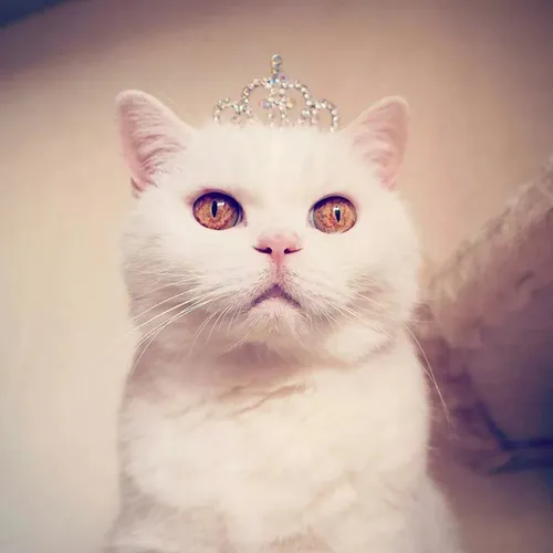 Милые На Аву Картинки кот с короной