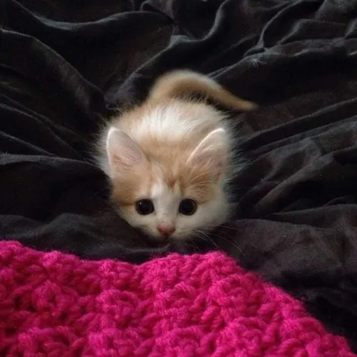 Милые На Аву Картинки котенок на одеяле