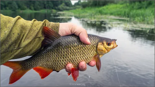Названия Рыб С Картинками Картинки рука, держащая рыбу