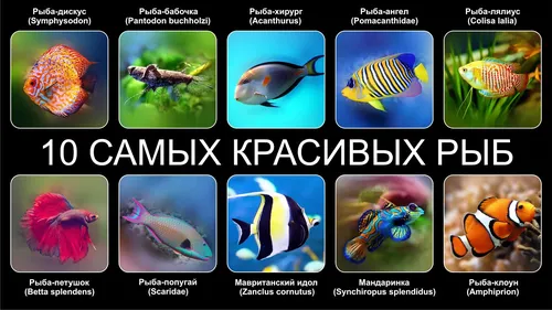 Названия Рыб С Картинками Картинки для iPhone