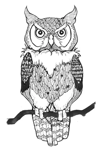 Нарисованные Картинки черно-белый рисунок совы с усами