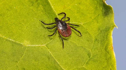 Клещ Фото черно-красный жук на зеленом листе