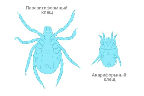 Клещ Фото бесплатные обои