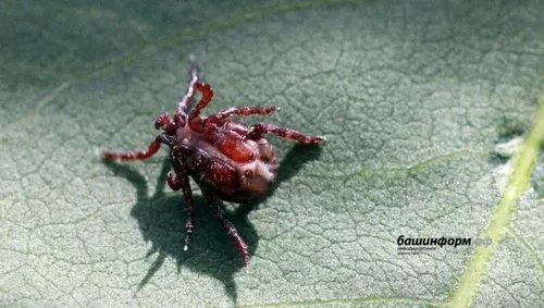 Клещ Фото красно-черный паук на листе