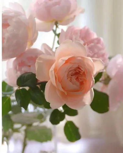 Нежные Картинки группа розовых роз