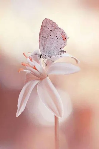 Нежные Картинки бабочка на цветке