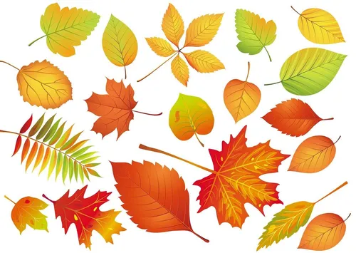 Осенние Листья Картинки группа разноцветных листьев