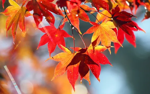 Осенние Листья Картинки крупный план ветки дерева