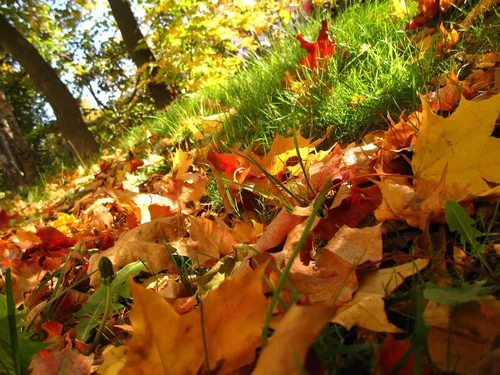 Осенние Листья Картинки группа листьев