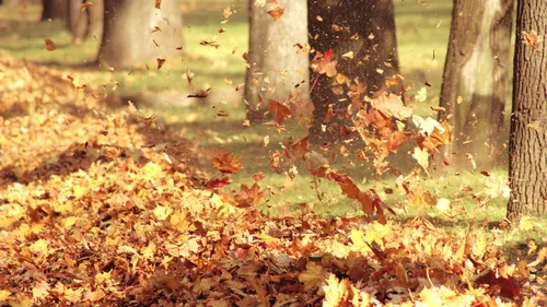 Осенние Листья Картинки группа деревьев с листьями на земле