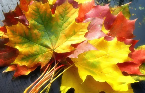 Осенние Листья Картинки крупный план разноцветного листа