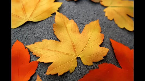 Осенние Листья Картинки группа желтых листьев