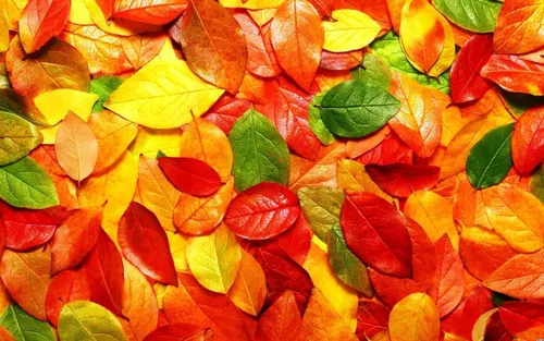 Осенние Листья Картинки куча разноцветных листьев