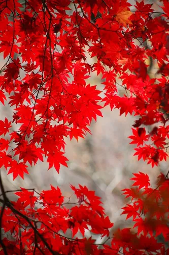 Осенние Листья Картинки крупный план дерева с красными листьями