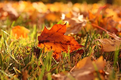 Осенние Листья Картинки красный лист на траве