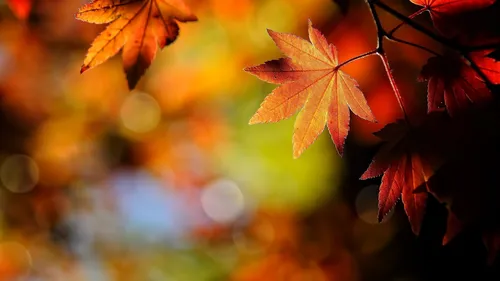 Осенние Листья Картинки крупный план некоторых листьев