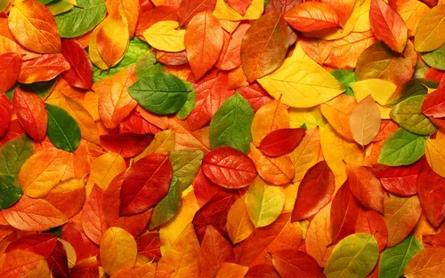 Осенние Листья Картинки для Windows