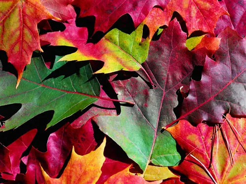 Осенние Листья Картинки крупный план красного и зеленого листа