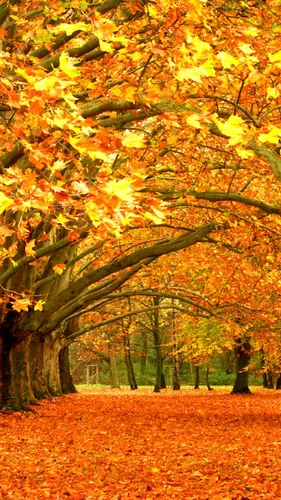 Осень Телефон Картинки дерево с желтыми листьями