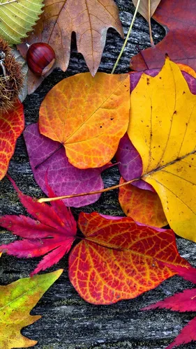 Осень Телефон Картинки группа разноцветных листьев