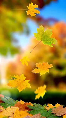 Осень Телефон Картинки крупный план листьев