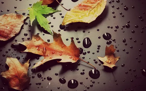 Осень Телефон Картинки группа листьев на столе