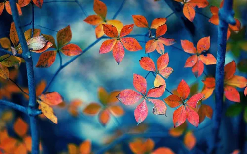 Осень Телефон Картинки цветы крупным планом