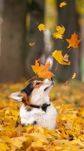 Осень Телефон Картинки собака в поле желтых листьев