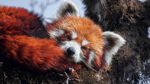 Панда Картинки красная панда, лежащая в траве