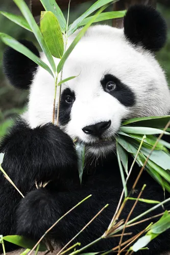Панда Картинки панда ест бамбук