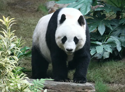 Панда Картинки панда, идущая по бревну