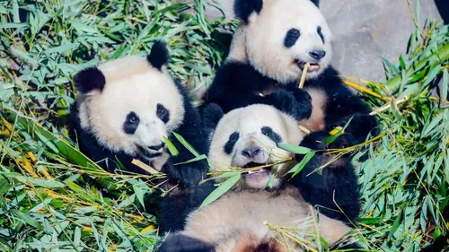 Панда Картинки группа панд ест бамбук