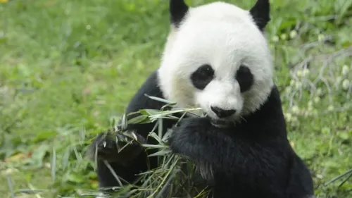 Панда Картинки панда ест траву