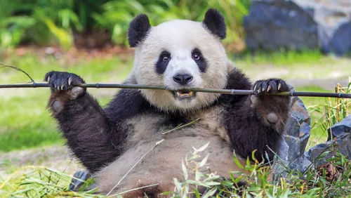 Панда Картинки панда держит ветку
