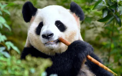 Панда Картинки панда ест морковь