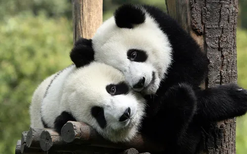 Панда Картинки пара панд в обнимку