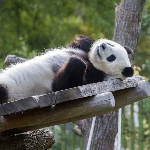 Панда Картинки медведь панда, лежащий на дереве