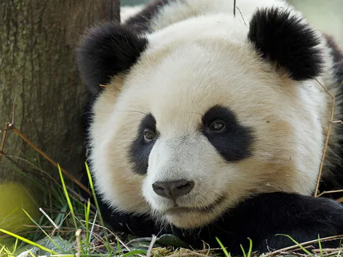 Панда Картинки медведь панда в зоопарке