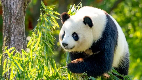 Панда Картинки панда на дереве