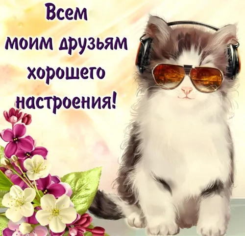 Позитивные Для Поднятия Настроения Со Смыслом Картинки кошка в солнцезащитных очках