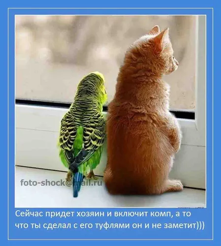 Позитивные Для Поднятия Настроения Со Смыслом Картинки кошка смотрит на попугая