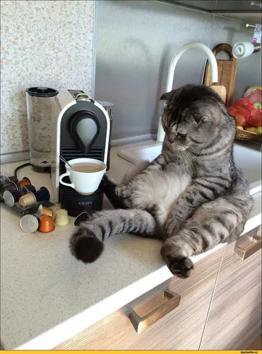 Прикольные Прикольные С Добрым Утром Картинки кошка сидит на стуле