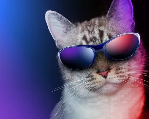 Крутые Фото кошка в солнцезащитных очках