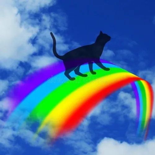 Радуга Картинки кот на радуге цвета радуги