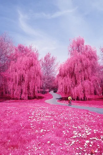 Розовые Картинки человек, идущий в поле розовых цветов