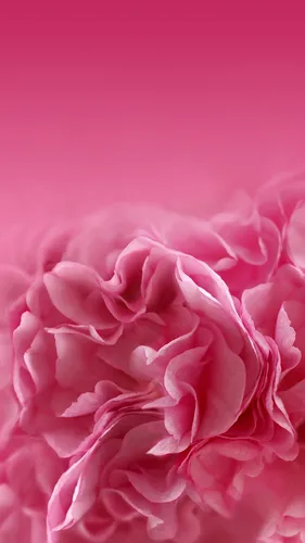 Розовые Картинки цветок крупным планом