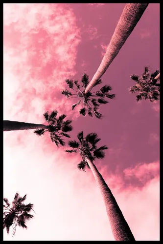 Розовые Картинки группа пальм