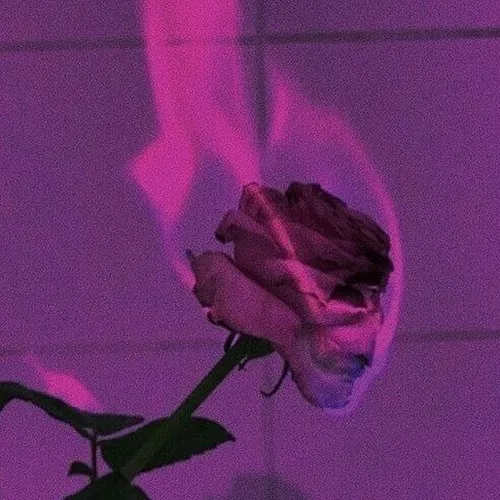 Розовые Картинки роза с фиолетовым фоном