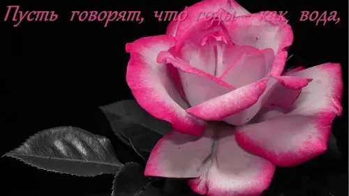 С Днем Рождения Катюша Картинки розовая роза на черном фоне