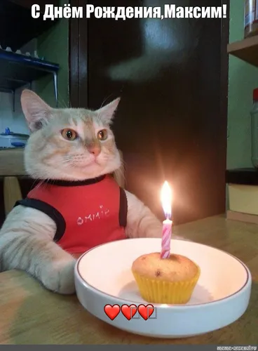 С Днем Рождения Максим Картинки кошка сидит в миске со свечой